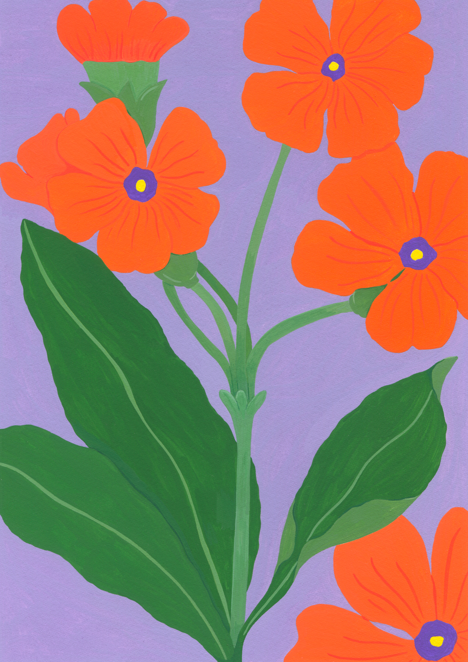 Marie-pellet-illustrations-gouache-primrose-hongkongensis-fleurs-projet-personnel-portfolio